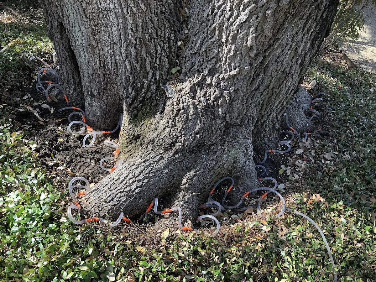 Detailed Tree Cabling and Bracing job site in Saint Charles