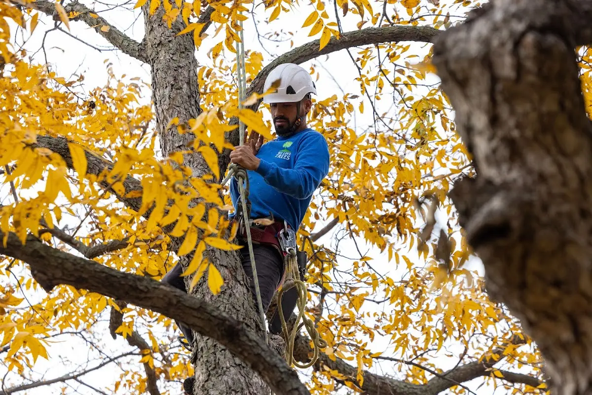 Skilled Tree Trimming crew working in Saint Charles